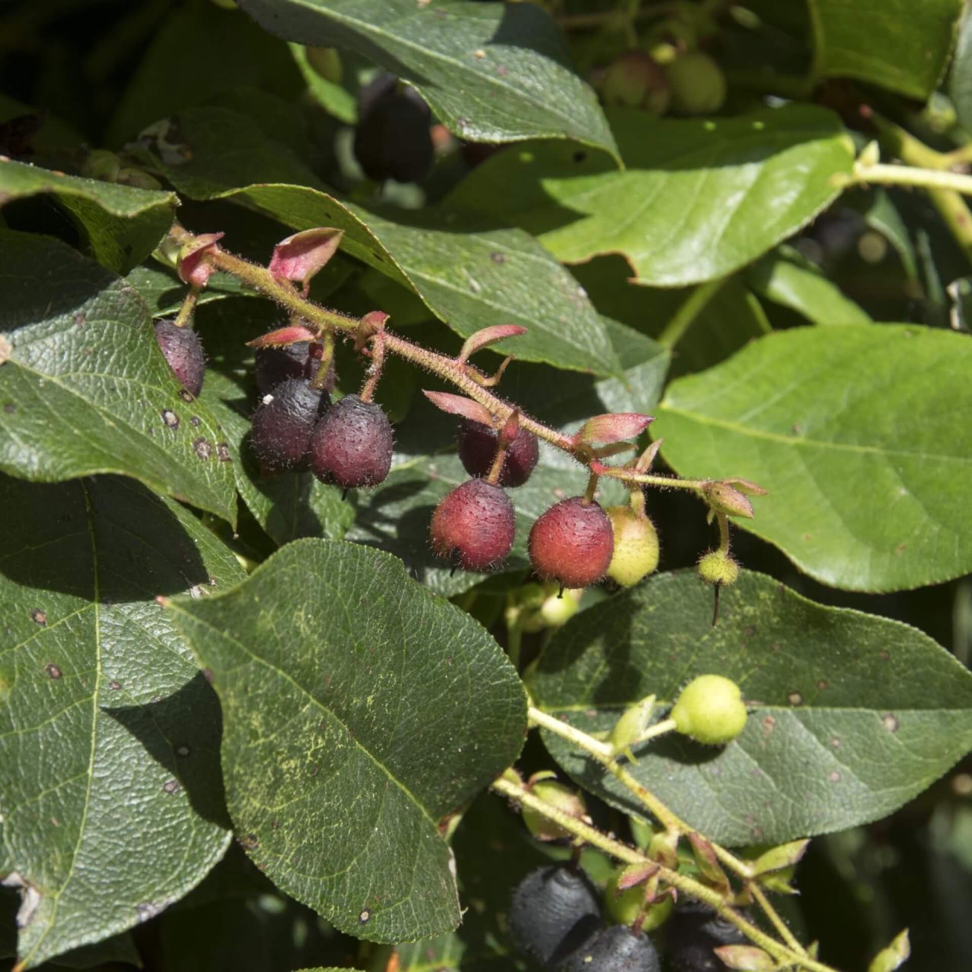 Shallon-Scheinbeere (Gaultheria shallon)