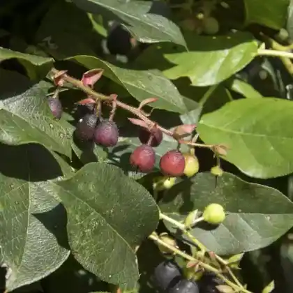 Foto von Shallon-Scheinbeere (Gaultheria shallon)
