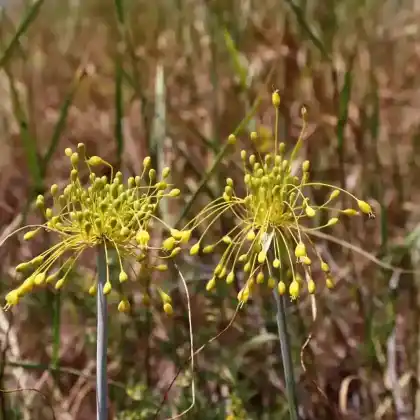 Foto von Gelber Lauch (Allium flavum)