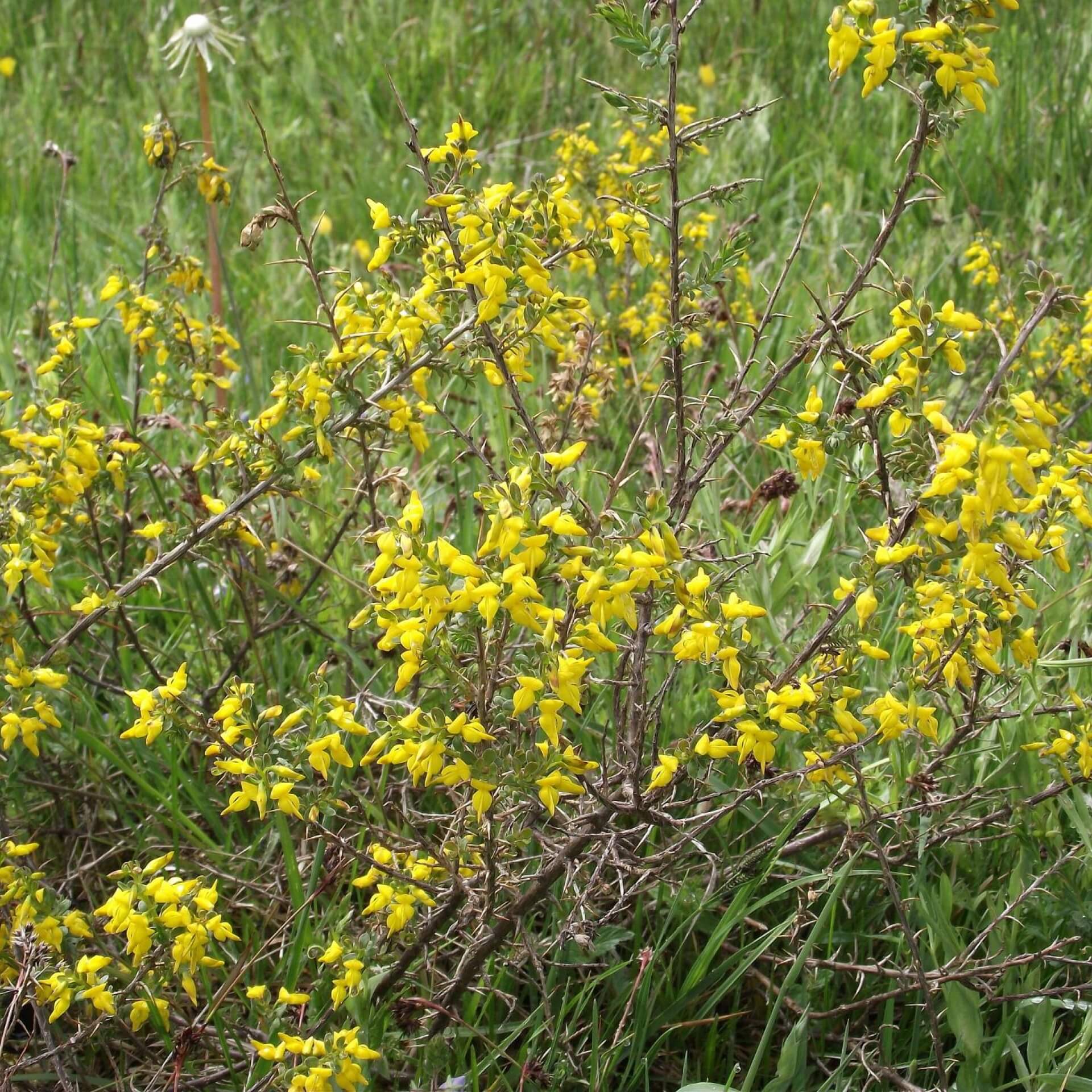 Englischer Ginster (Genista anglica)