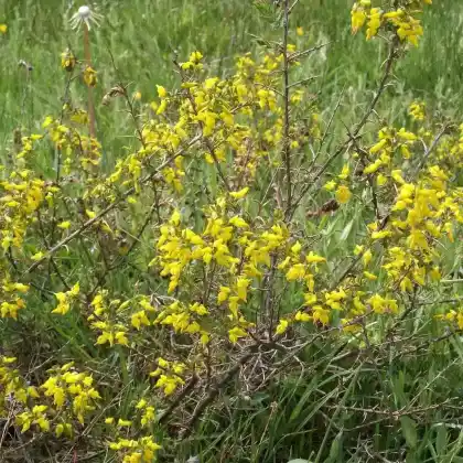 Foto von Englischer Ginster (Genista anglica)