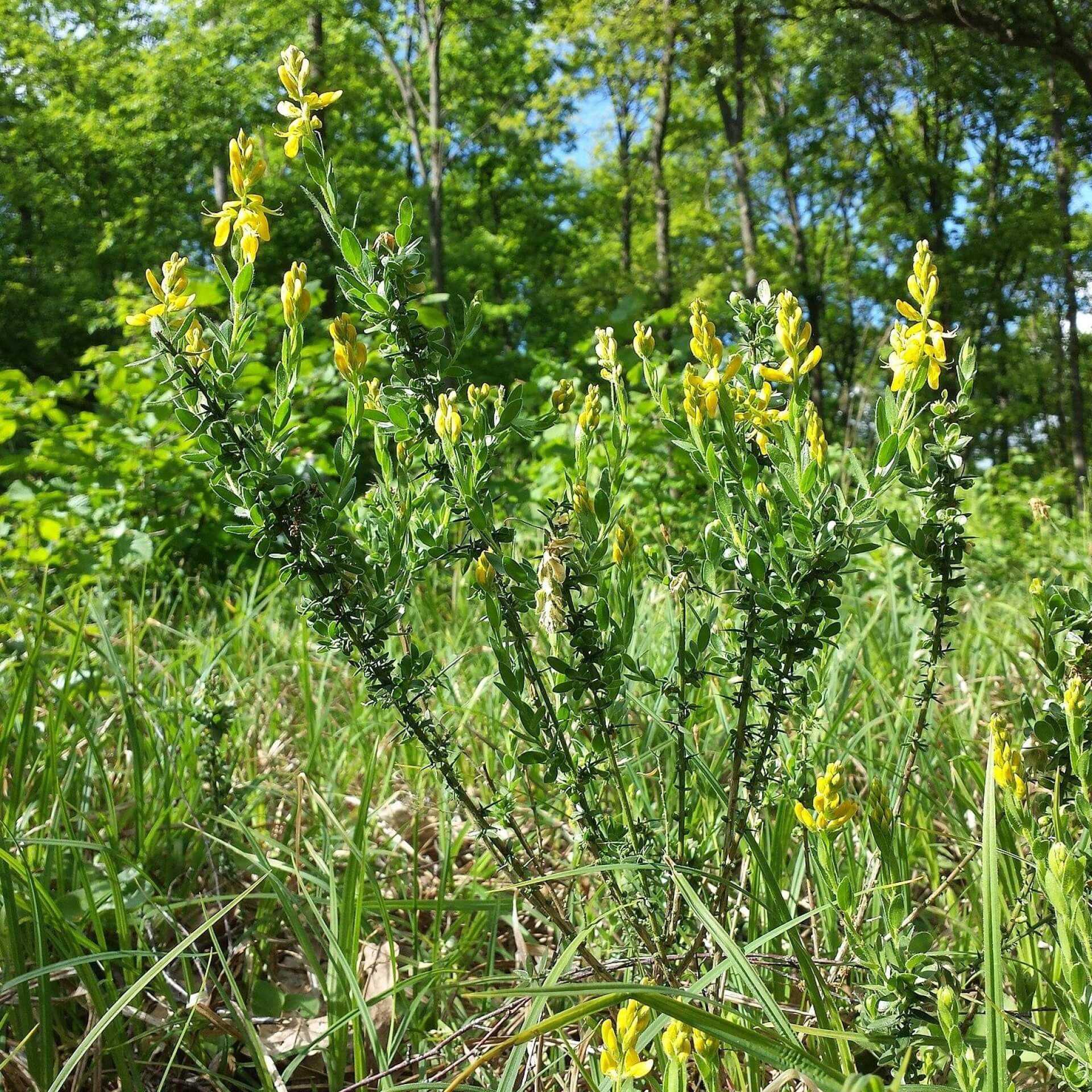 Deutscher Ginster (Genista germanica)