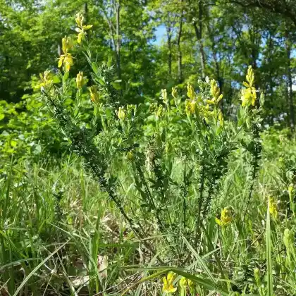 Foto von Deutscher Ginster (Genista germanica)