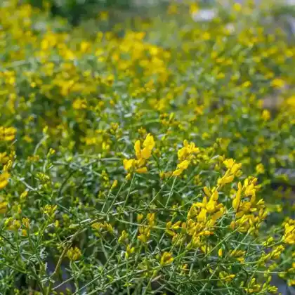 Foto von Stein-Ginster (Genista lydia)