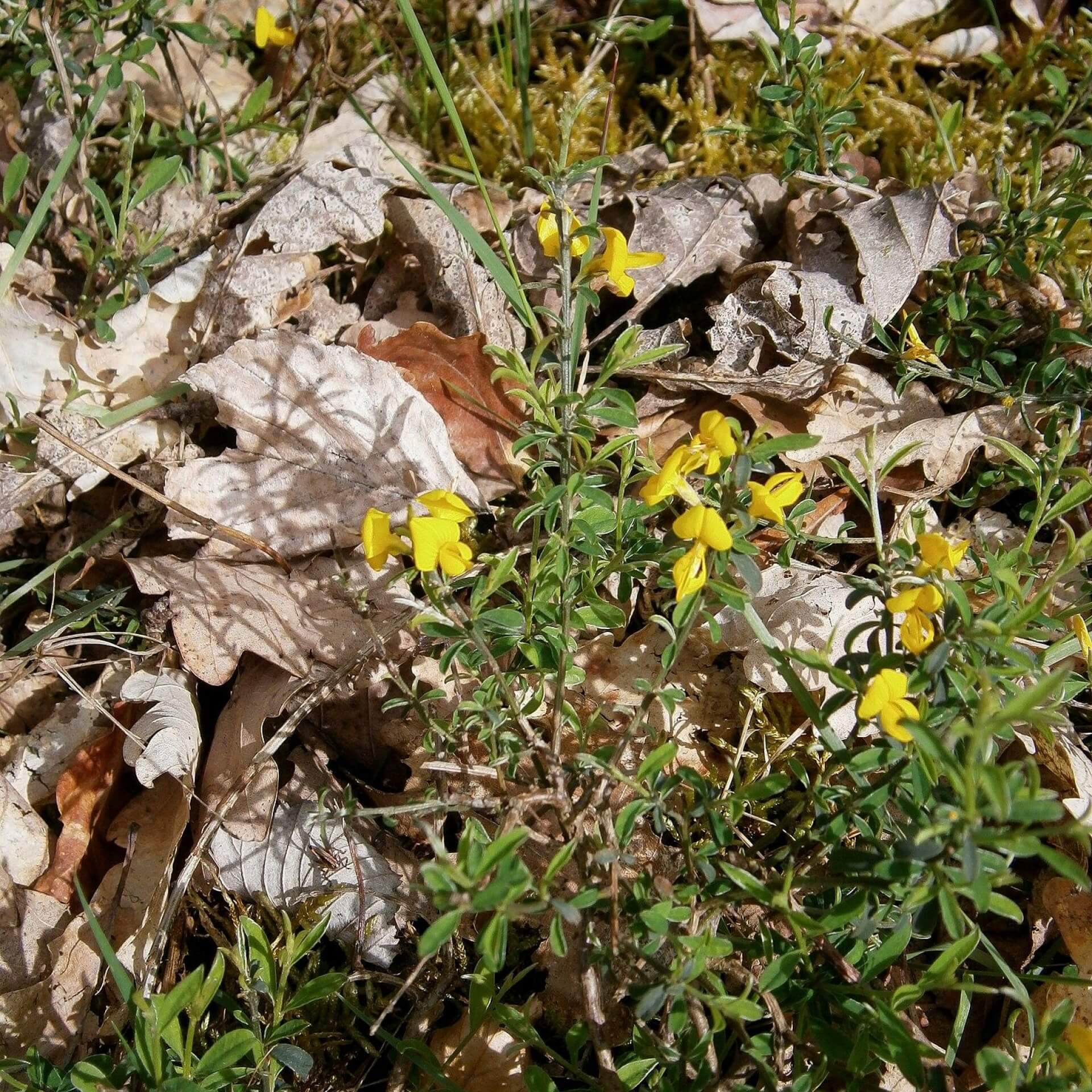 Sand-Ginster (Genista pilosa)