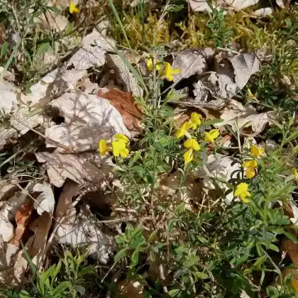 Foto von Sand-Ginster (Genista pilosa)
