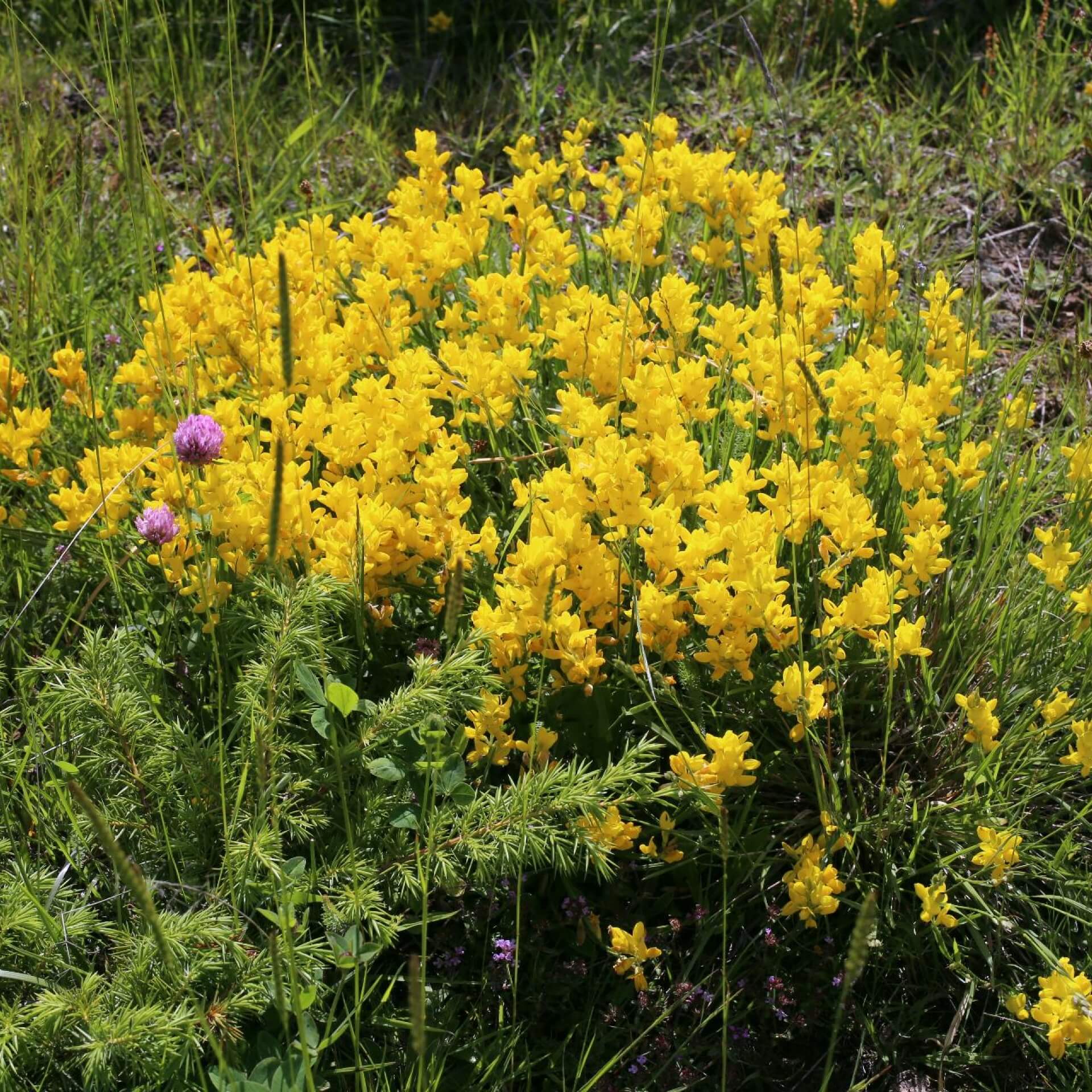 Flügel-Ginster (Genista sagittalis)