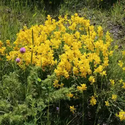 Foto von Flügel-Ginster (Genista sagittalis)