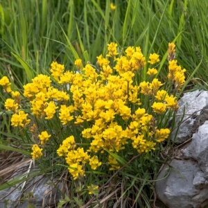 Genista tinctoria