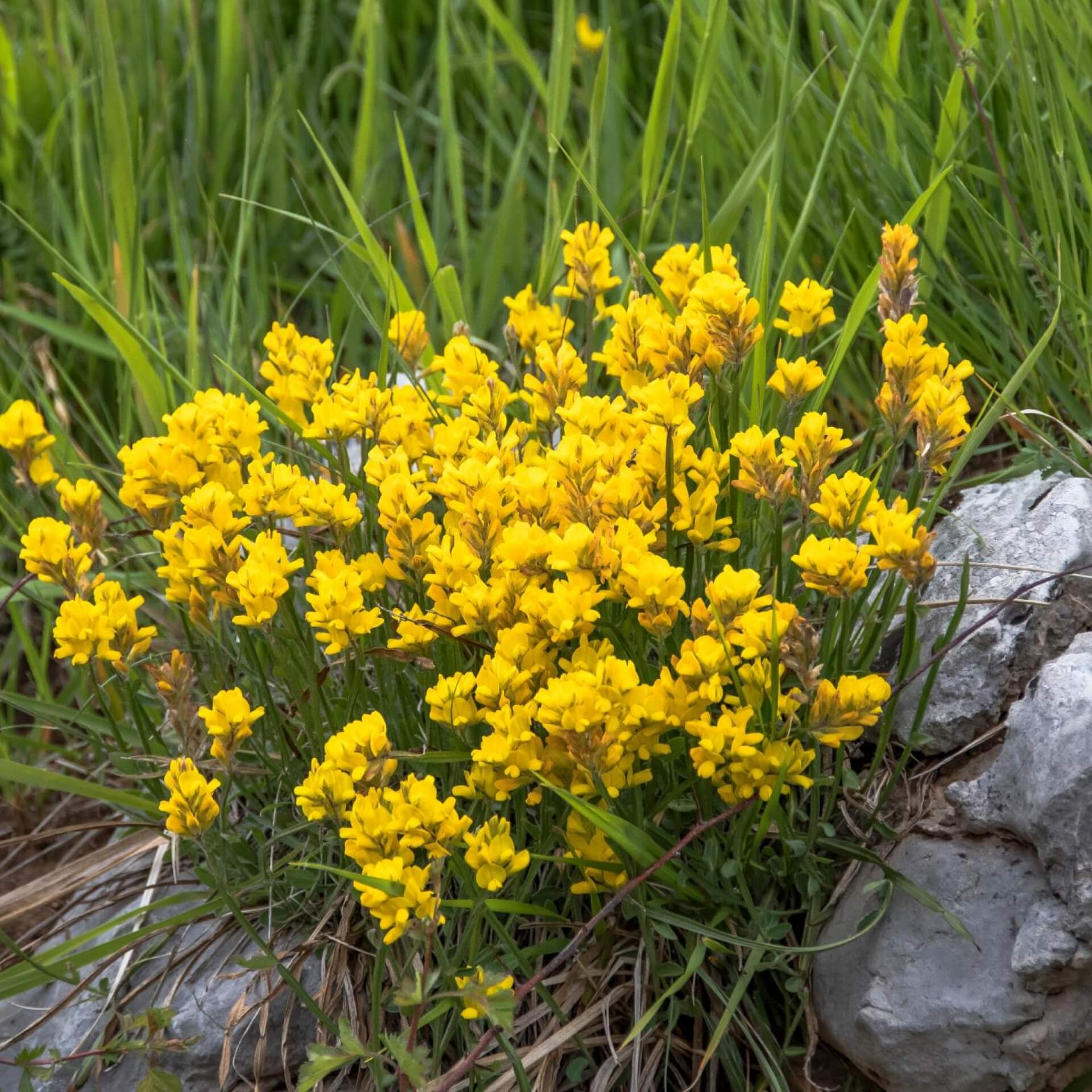 Färber-Ginster (Genista tinctoria)