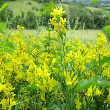Foto von Färber-Ginster (Genista tinctoria)