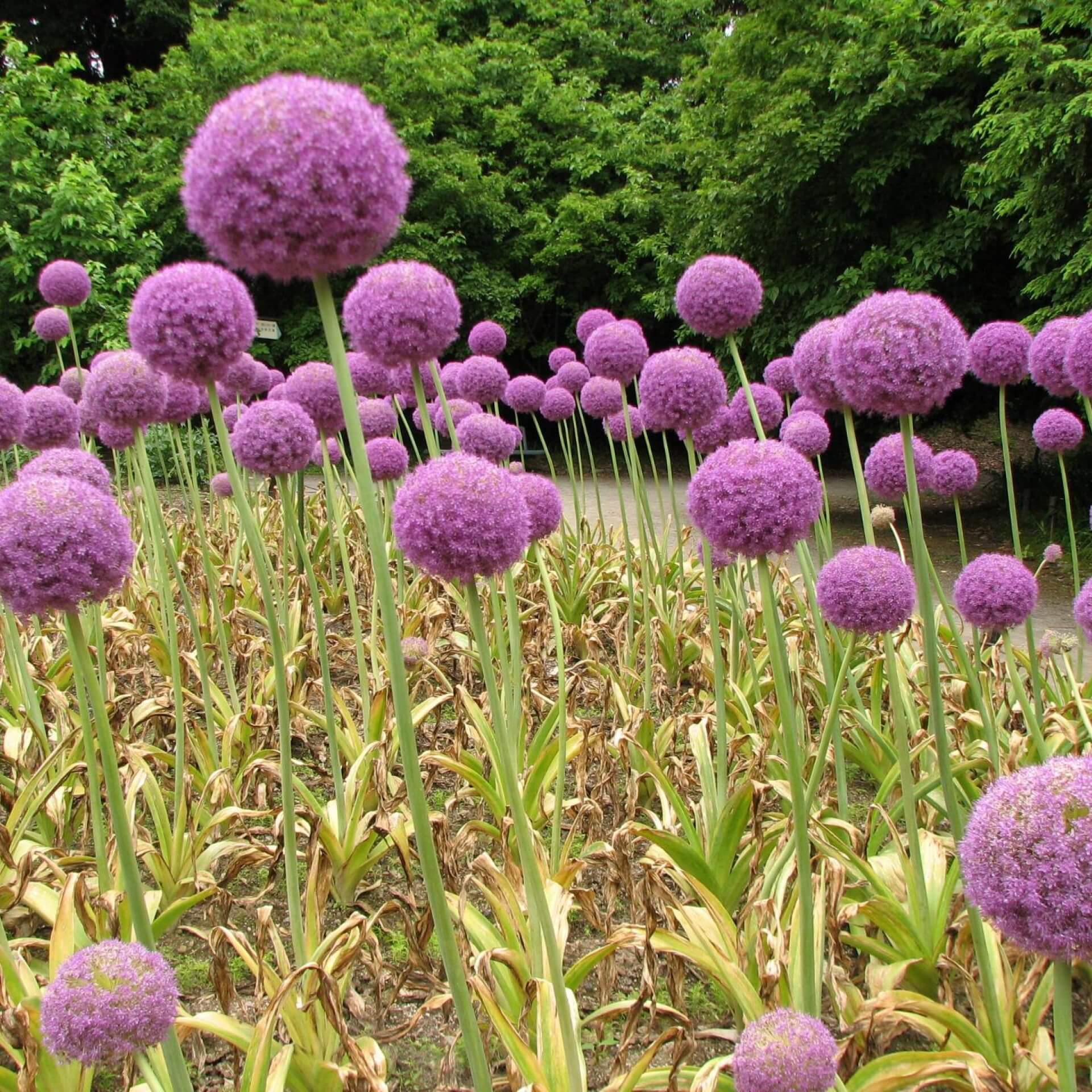 Riesen-Lauch (Allium giganteum)