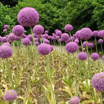 Foto von Riesen-Lauch (Allium giganteum)