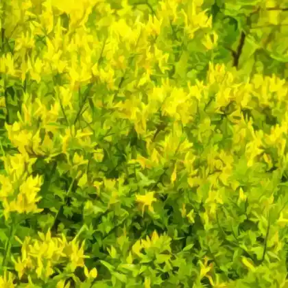 Foto von Färber-Ginster 'Royal Gold' (Genista tinctoria 'Royal Gold')