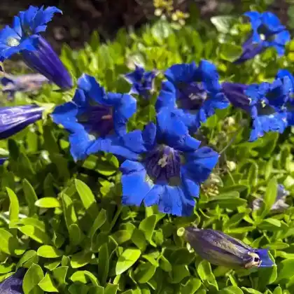 Foto von Kiesel-Glocken-Enzian (Gentiana acaulis)