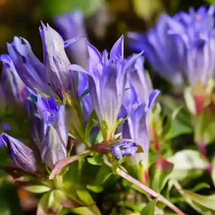 Foto von Schwalbenwurz-Enzian (Gentiana asclepiadea)