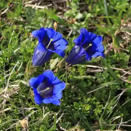 Foto von Kalk-Glocken-Enzian (Gentiana clusii)