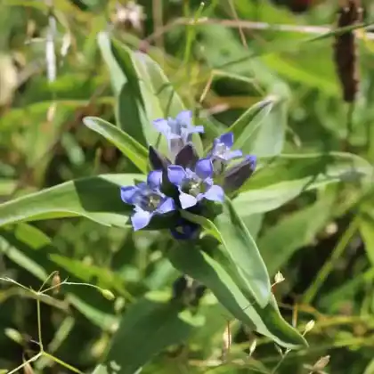 Foto von Kreuz-Enzian (Gentiana cruciata)