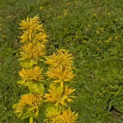 Foto von Gelber Enzian (Gentiana lutea)