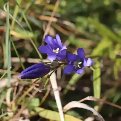 Foto von Lungen-Enzian (Gentiana pneumonanthe)