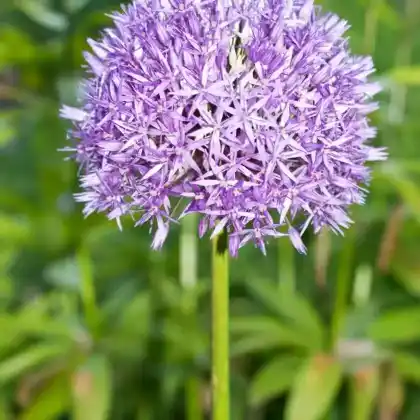 Foto von Riesen-Lauch (Allium Hybride 'Globemaster')