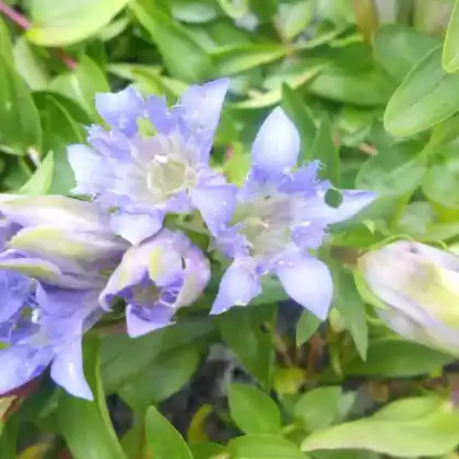 Foto von Sommer-Enzian (Gentiana septemfida)