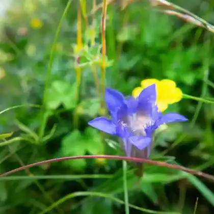 Foto von Kranz-Enzian (Gentiana septemfida var. lagodechiana)