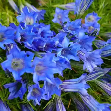 Foto von Chinesischer Schmuck-Enzian (Gentiana sino-ornata)