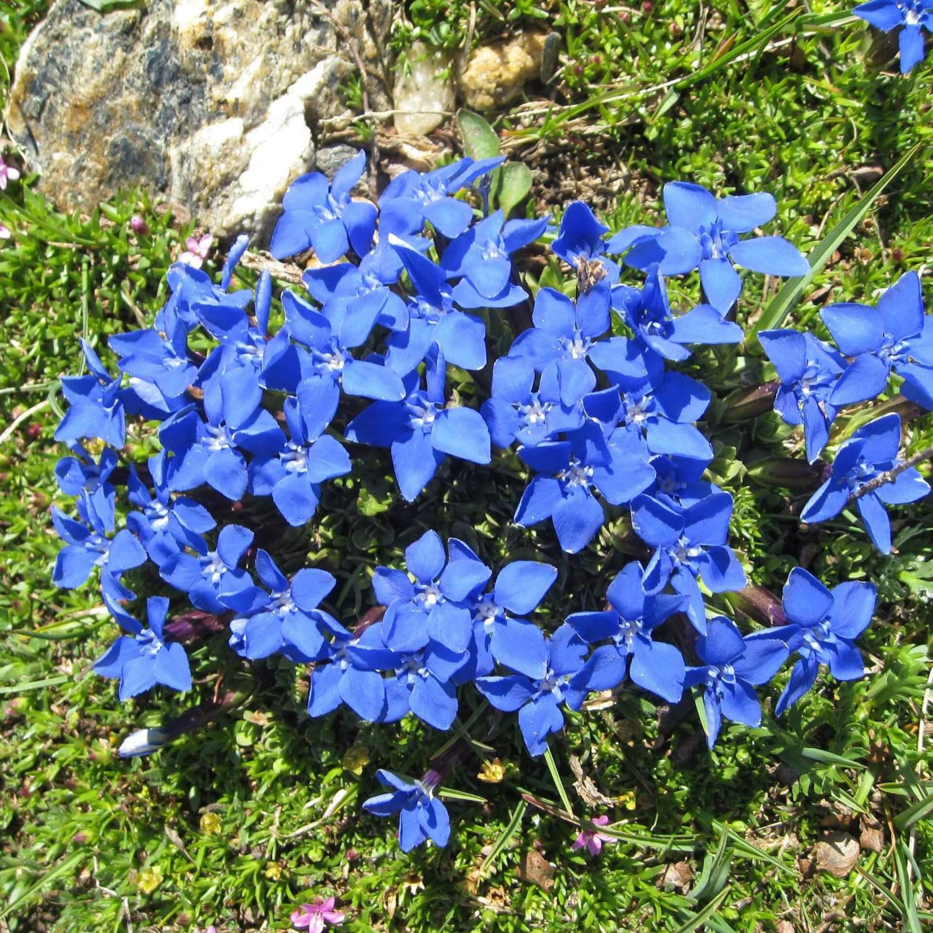 Frühlings-Enzian (Gentiana verna)