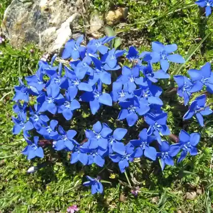Foto von Frühlings-Enzian (Gentiana verna)