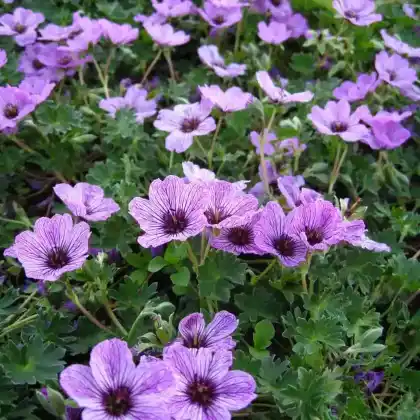 Foto von Grauer Storchschnabel 'Ballerina' (Geranium cinereum 'Ballerina')