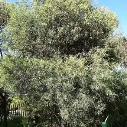Foto von Immerblühende Akazie (Acacia retinodes)
