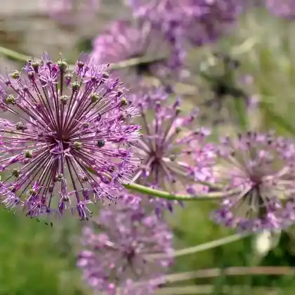 Foto von Usbekischer Steppenlauch 'Akbulak' (Allium jesdianum 'Akbulak')