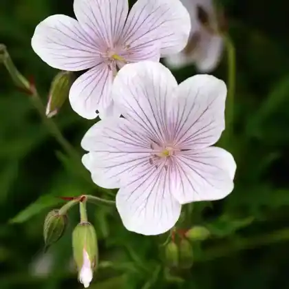 Foto von Clarkes Storchschnabel 'Kashmir White' (Geranium clarkei 'Kashmir White')