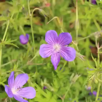 Foto von Storchschnabel 'Nimbus' (Geranium collinum 'Nimbus')