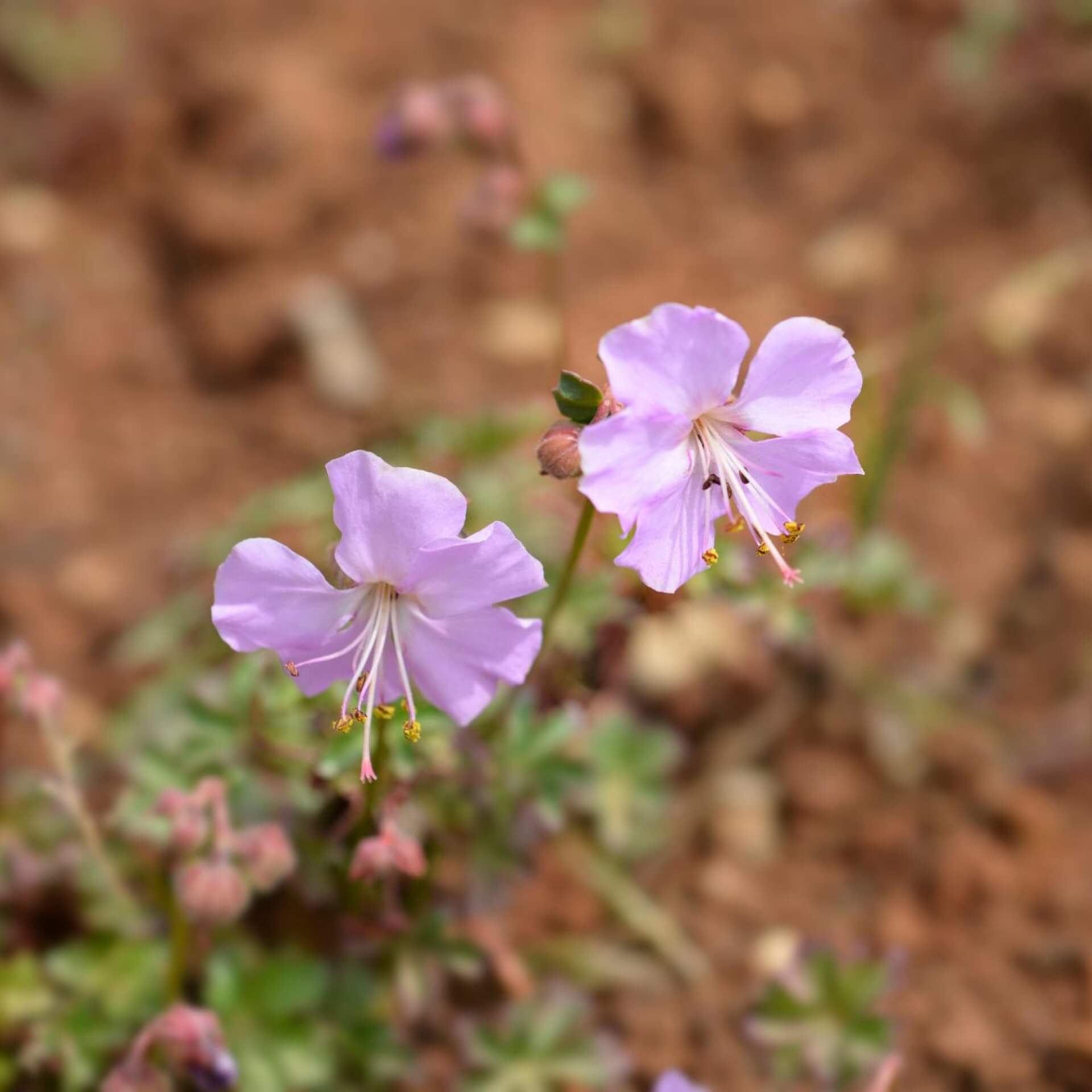 Dalmatinischer Storchschnabel (Geranium dalmaticum)