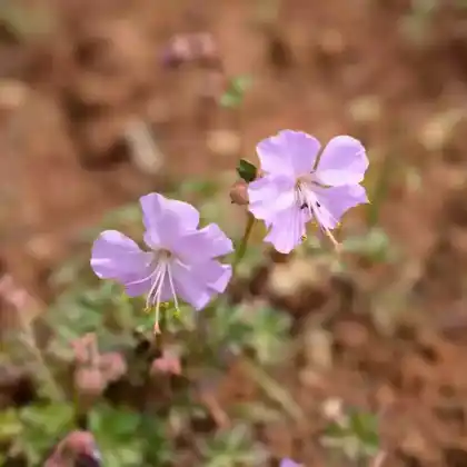 Foto von Dalmatinischer Storchschnabel (Geranium dalmaticum)