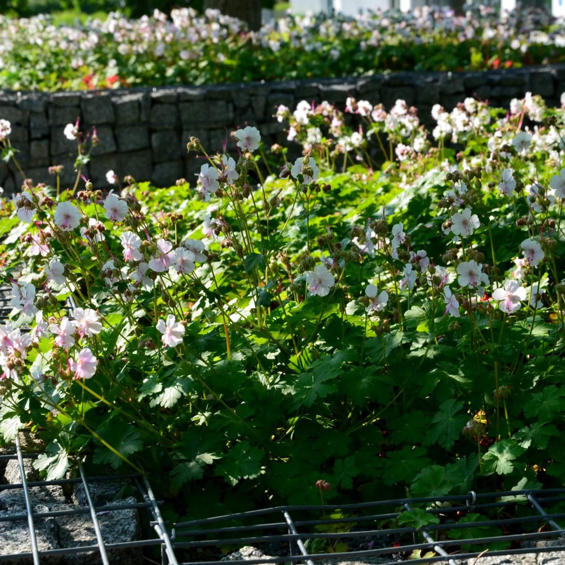 Dalmatinischer Storchschnabel 'Album' (Geranium dalmaticum 'Album')