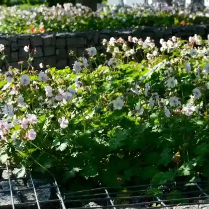 Foto von Dalmatinischer Storchschnabel 'Album' (Geranium dalmaticum 'Album')