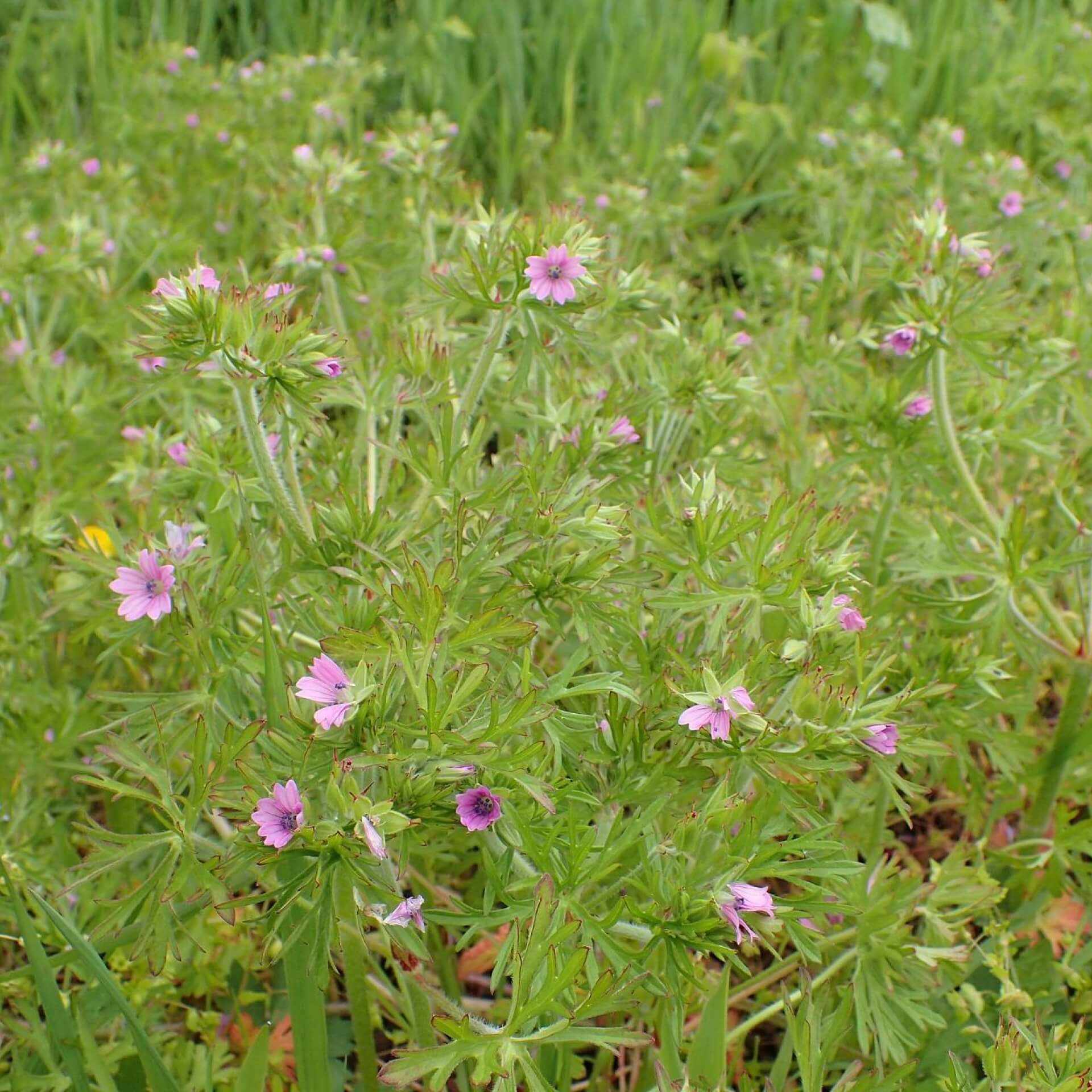 Schlitzblättriger Storchschnabel (Geranium dissectum)