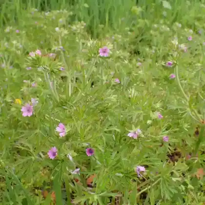 Foto von Schlitzblättriger Storchschnabel (Geranium dissectum)