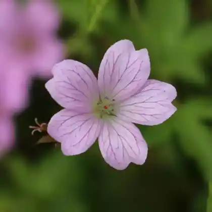 Foto von Pyrenäen-Storchschnabel (Geranium endressii)