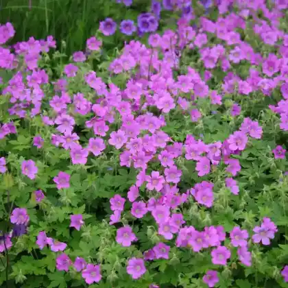 Foto von Storchschnabel 'Sirak' (Geranium gracile 'Sirak')