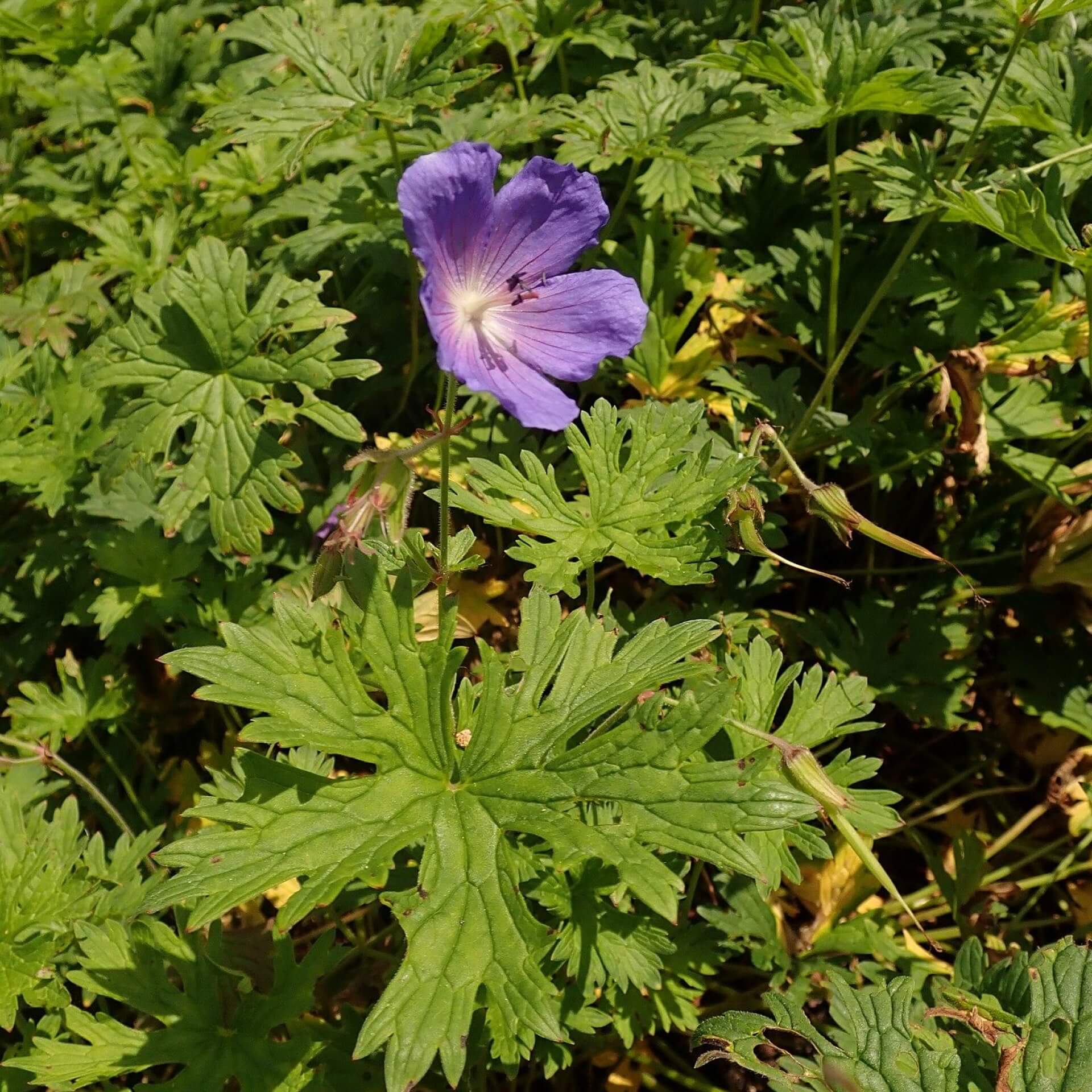 Himalaya-Storchschnabel 'Baby Blue' (Geranium himalayense 'Baby Blue')