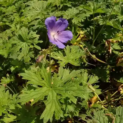 Foto von Himalaya-Storchschnabel 'Baby Blue' (Geranium himalayense 'Baby Blue')