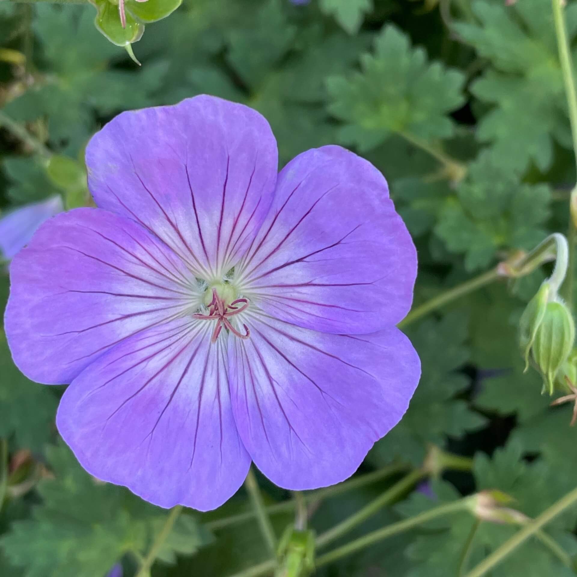 Himalaya-Storchschnabel 'Gravetye' (Geranium himalayense 'Gravetye')