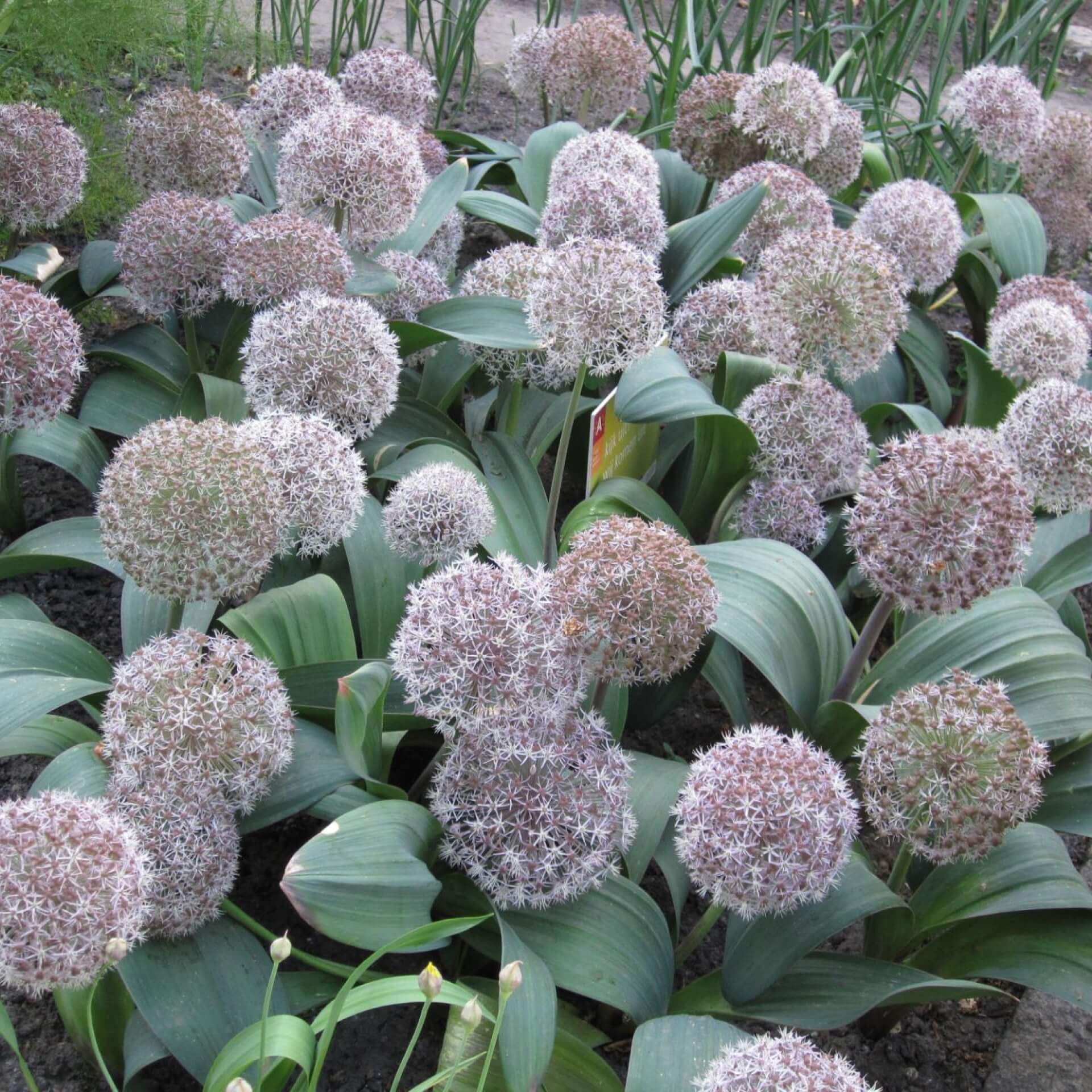 Blauzungenlauch (Allium karataviense)