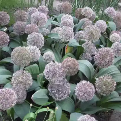 Foto von Blauzungenlauch (Allium karataviense)