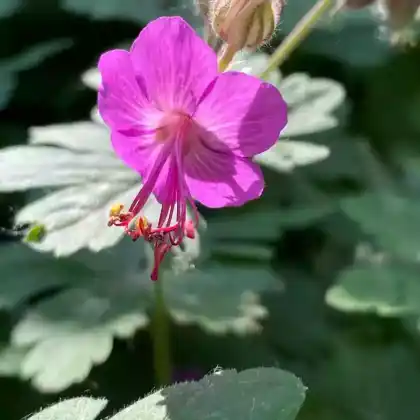 Foto von Balkan-Storchschnabel (Geranium macrorrhizum)