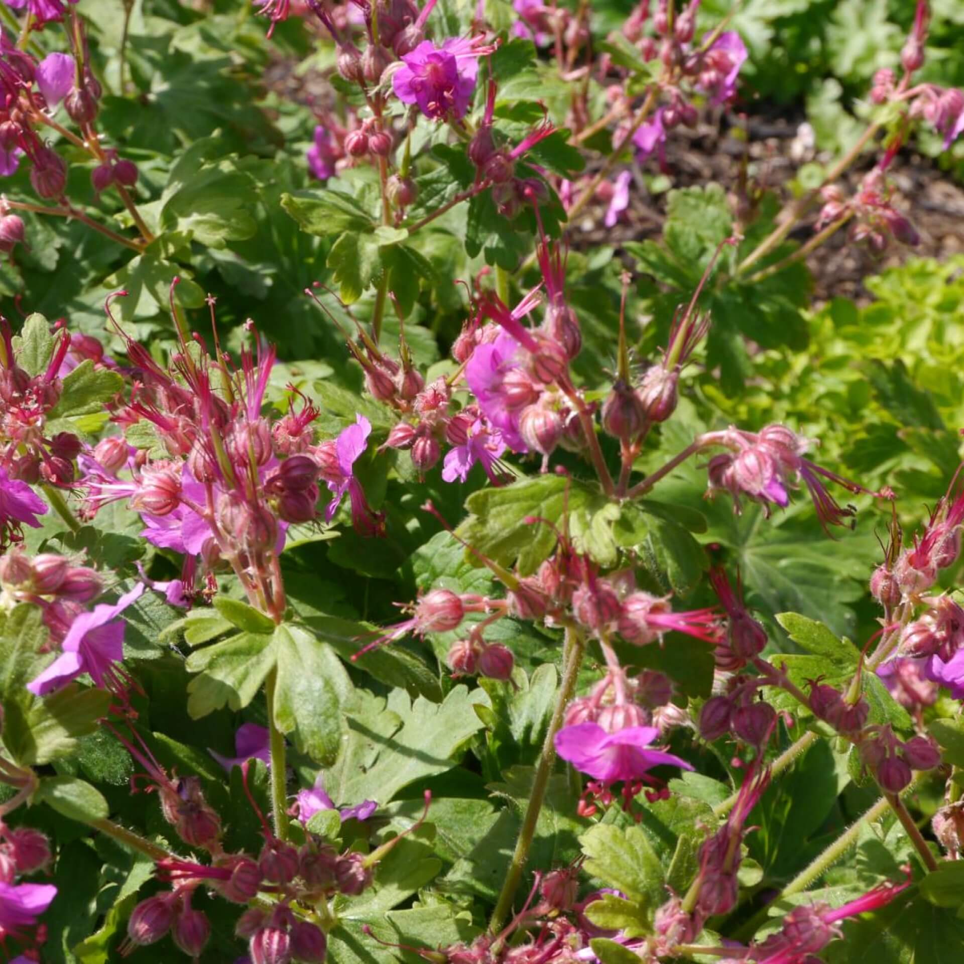 Balkan-Storchschnabel 'Bevan' (Geranium macrorrhizum 'Bevan')